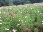 ☆　草川デイサービス　☆　★　延岡植物園に行ってきました (10月19日)